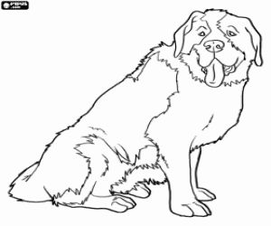 Omalovãnky psi omalovãnky st bernard dogs dog coloring page saint bernard