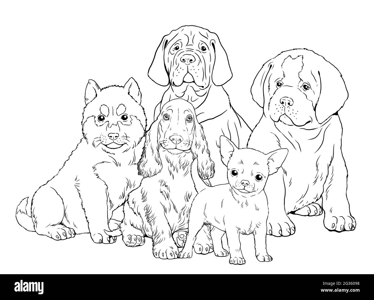 Saint bernard isolated hi