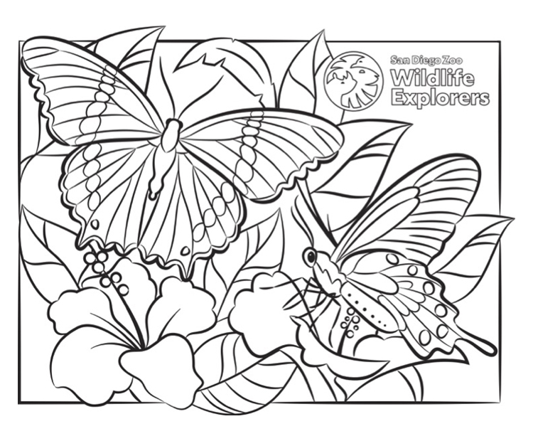Coloring page butterflies san diego zoo wildlife explorers