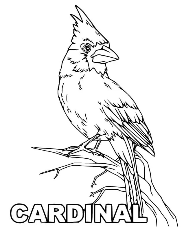 Cardinal malvorlagen