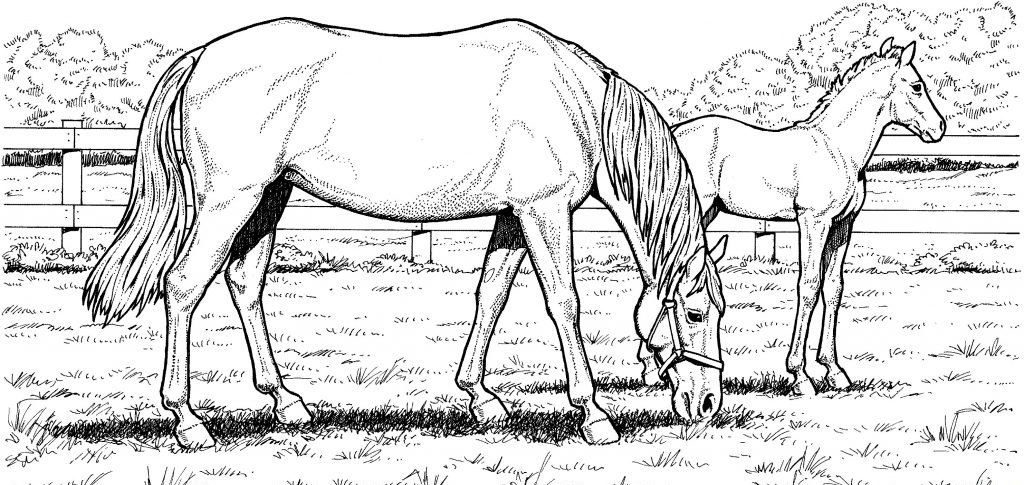 Horse coloring pages for adults