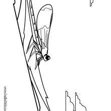 Stag beetle coloring pages