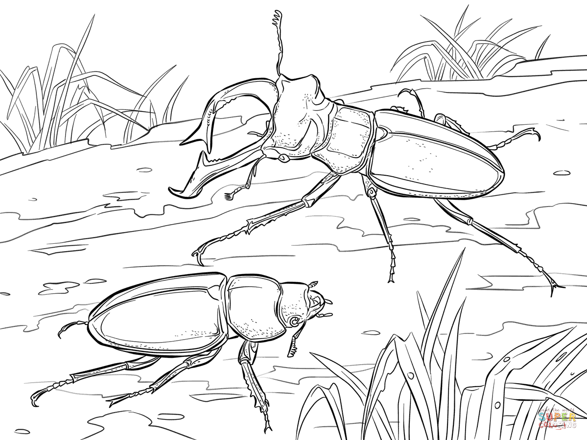 Stag beetles coloring page free printable coloring pages