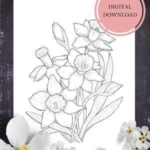 Daffodil colouring