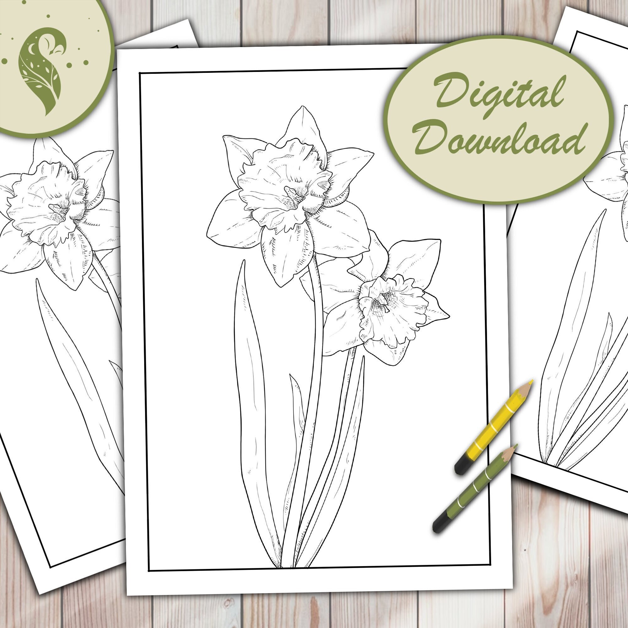 Daffodil colouring
