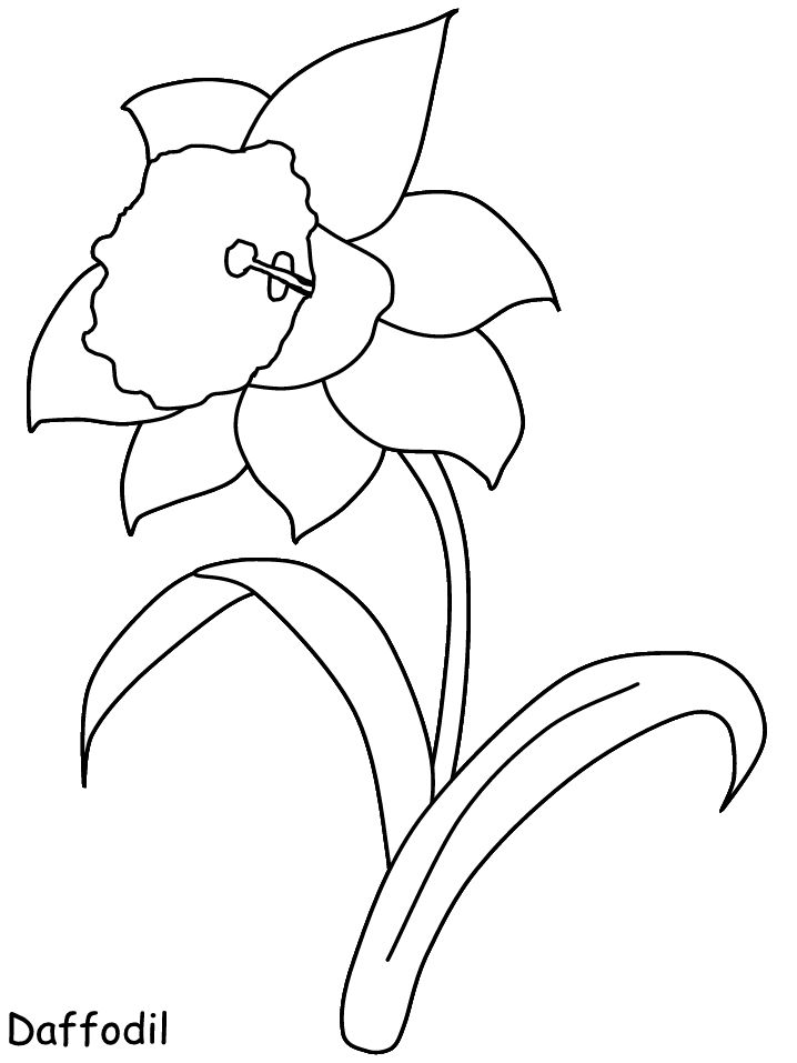 Daffodil coloring pages