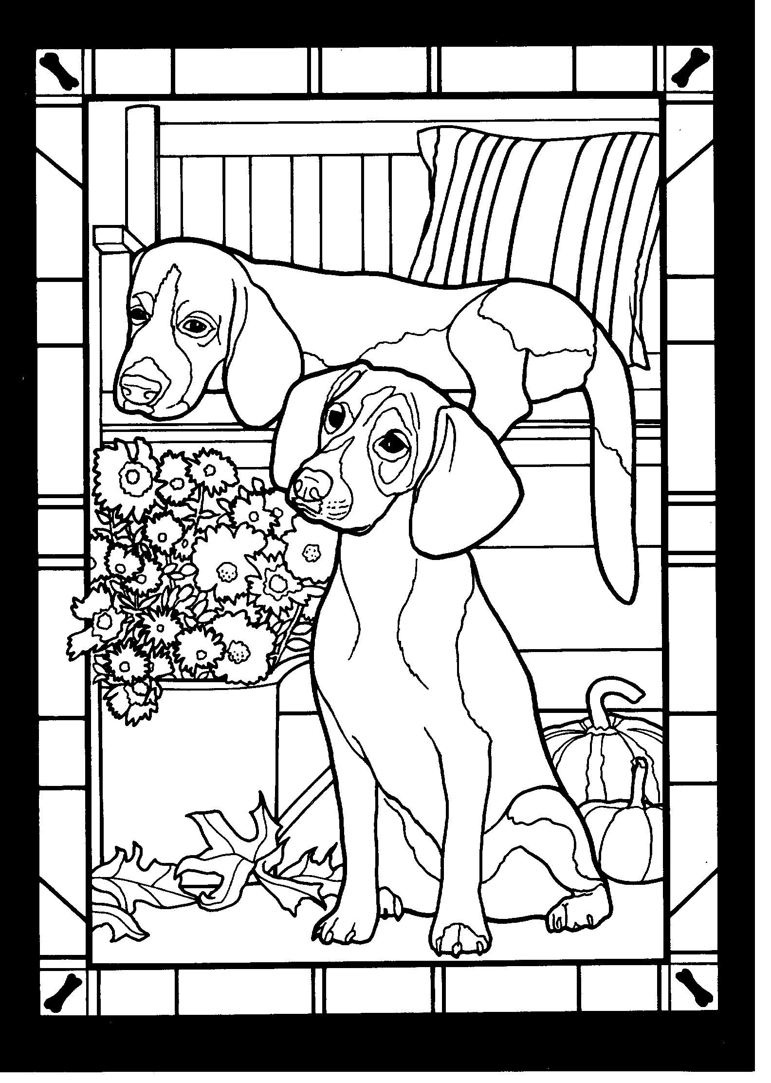 The beagle is a small to medium