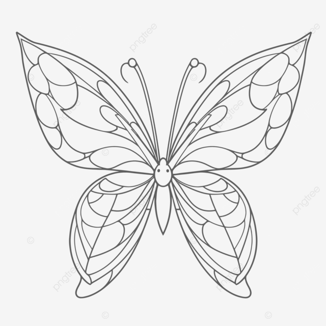 Stained glass butterfly drawing outline sketch vector butterfly drawing wing drawing glass drawing png and vector with transparent background for free download