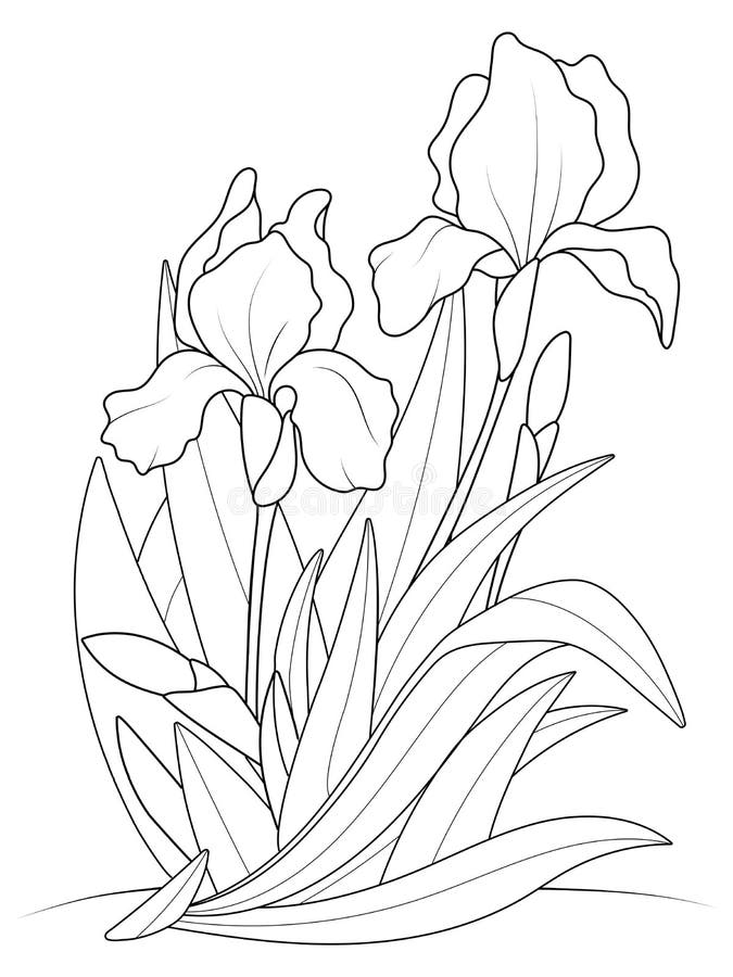 Iris coloring stock illustrations â iris coloring stock illustrations vectors clipart