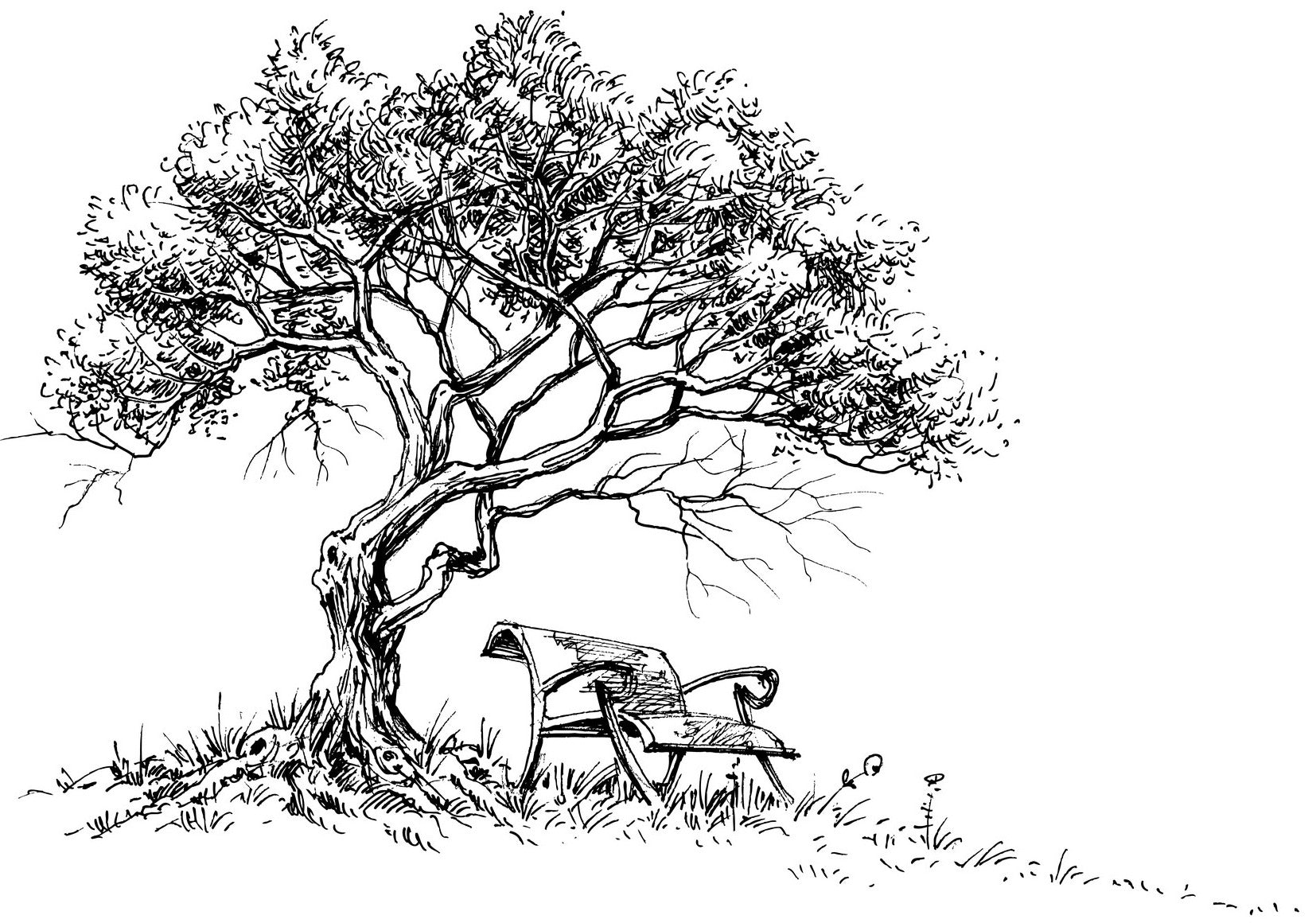 Trees