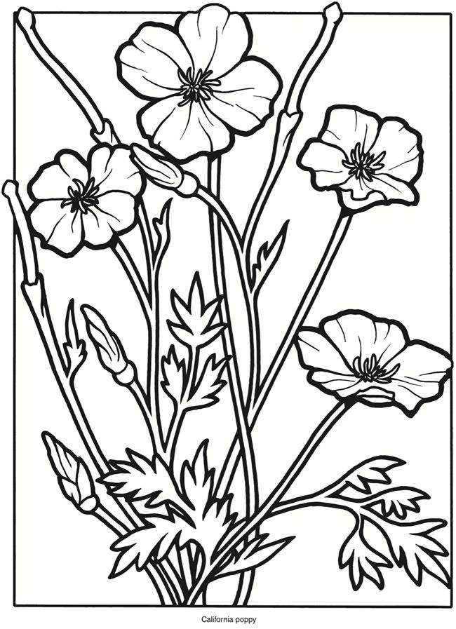 Wele to dover publications flower coloring pages poppy coloring page poppy flower drawing