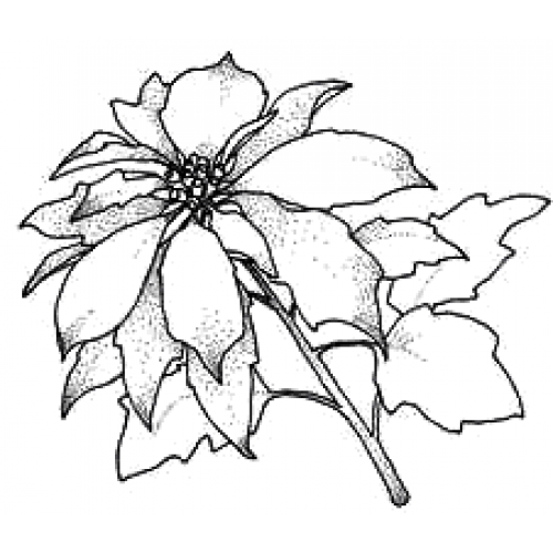 Poinsettia art acetate â paper crafting with stamp on it