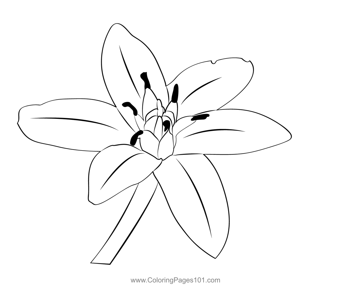 Star of bethlehem coloring page for kids