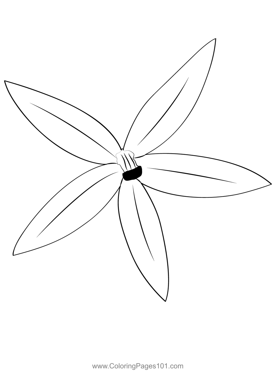 Star of bethlehem flower coloring page for kids