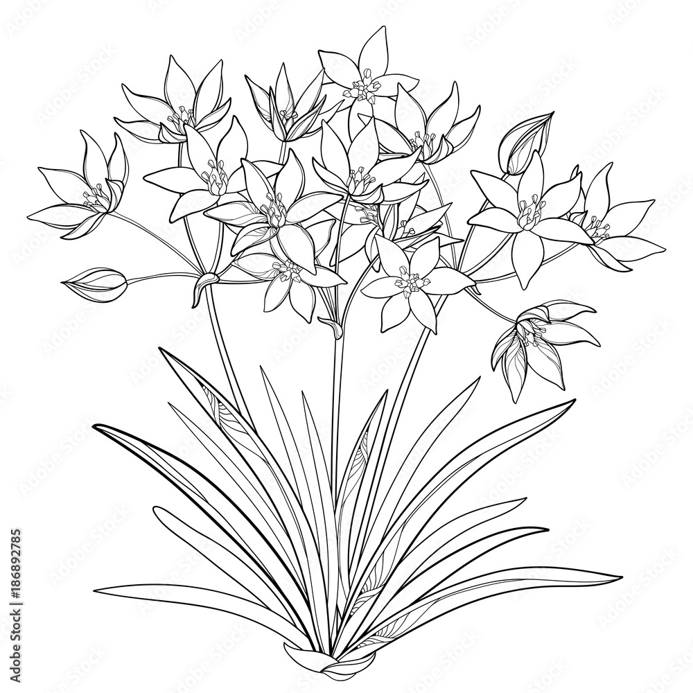 Vector bouquet with outline ornithogalum or star