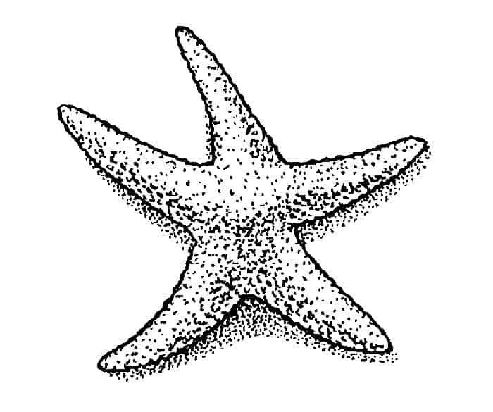 Printable realistic starfish coloring pages mermaid coloring pages coloring pages fish drawings