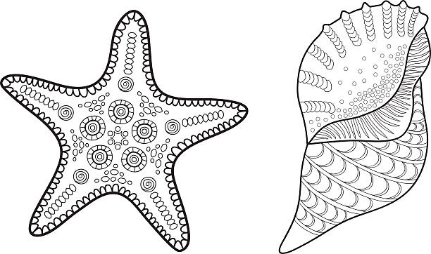 Sea star and shell vector illustration for adult coloring book stock illustration