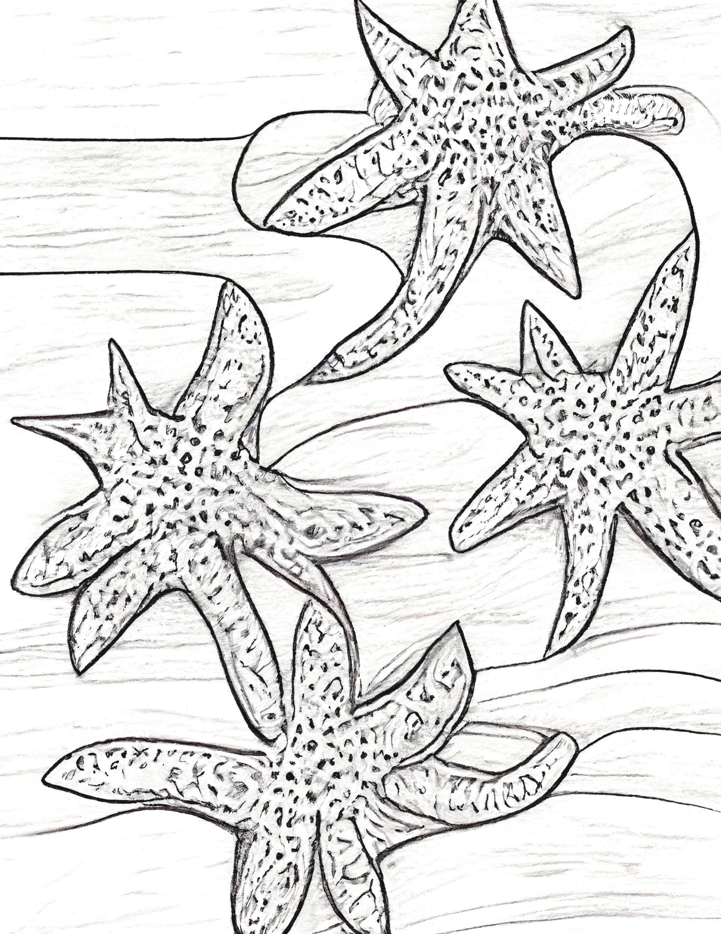 Starfish colouring pages big bundle of images to print
