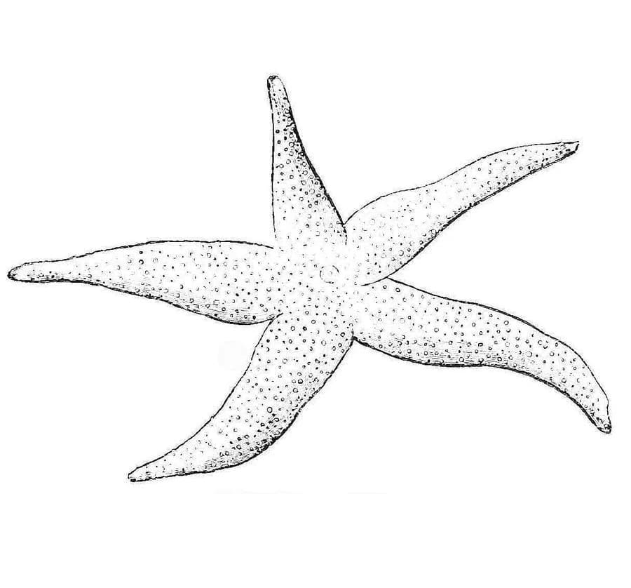 Starfish