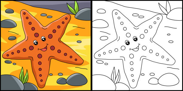 Starfish coloring pages stock illustrations royalty