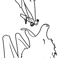 Feeding stellaluna coloring pages