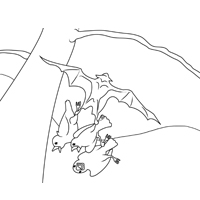 Flying stellaluna coloring pages