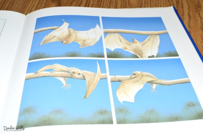 Fun stellaluna activities lesson plans and bat craft