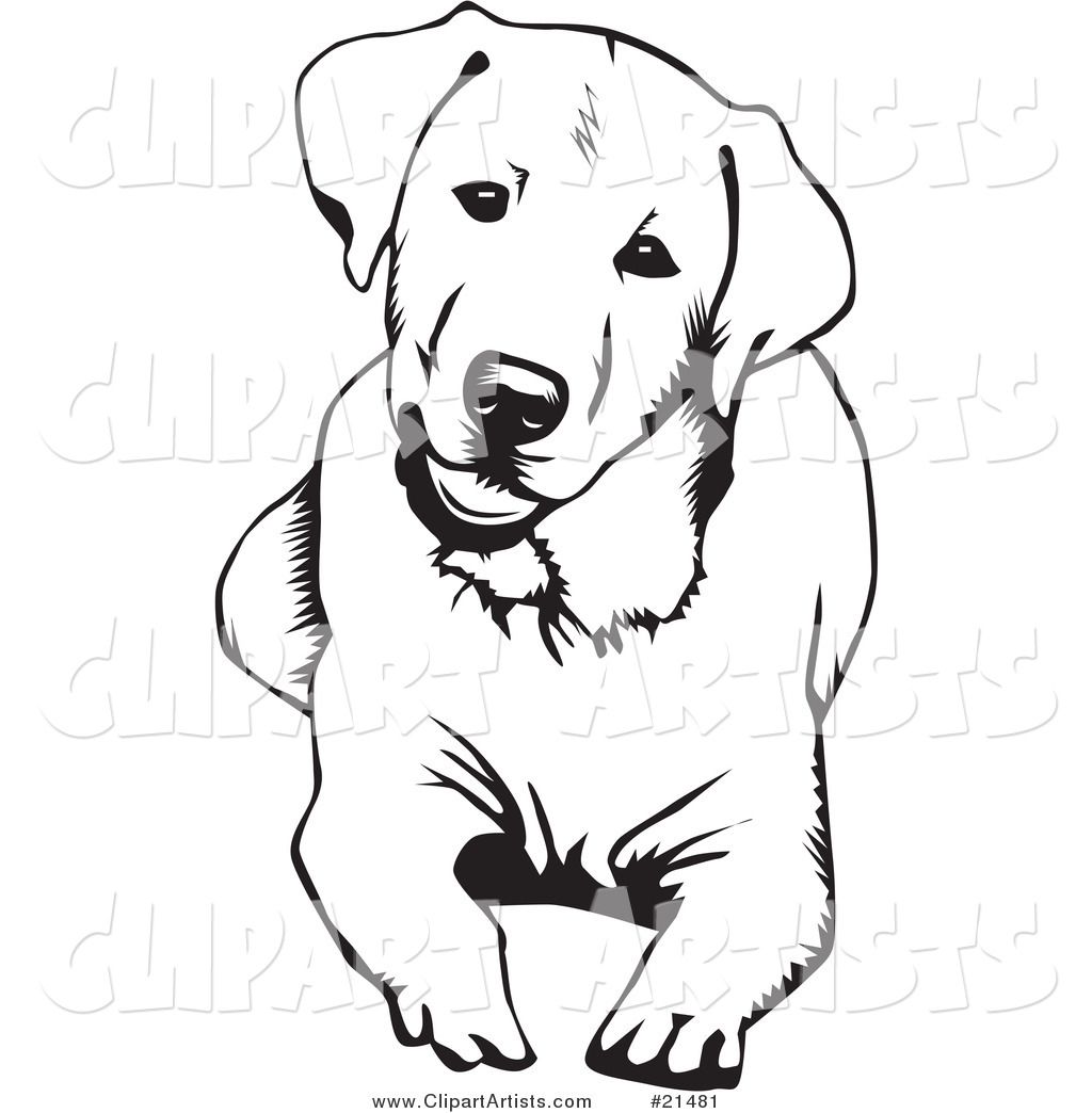 Labrador coloring pages
