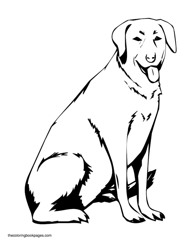 Labrador retriever sits patiently