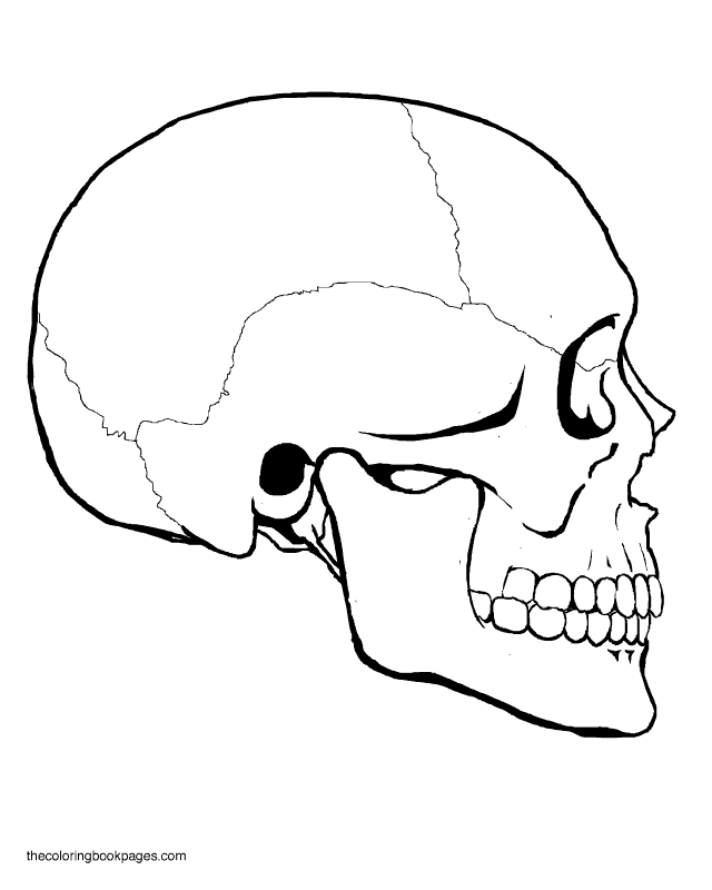Albums background images skull drawing view superb