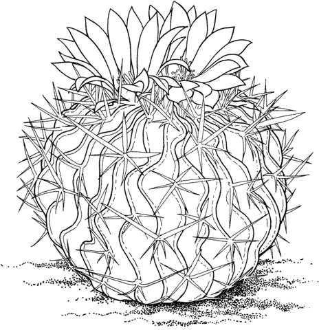 Stenocactus multicostatus or brain cactus coloring pages cactus drawing cactus illustration
