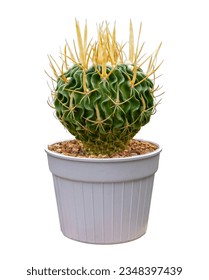Stenocactus multicostatus images stock photos d objects vectors