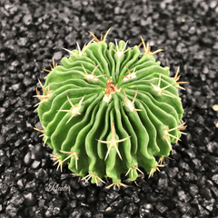 Stenocactus multicostatus â