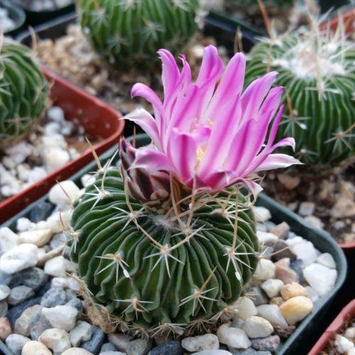 Buy brain cactus