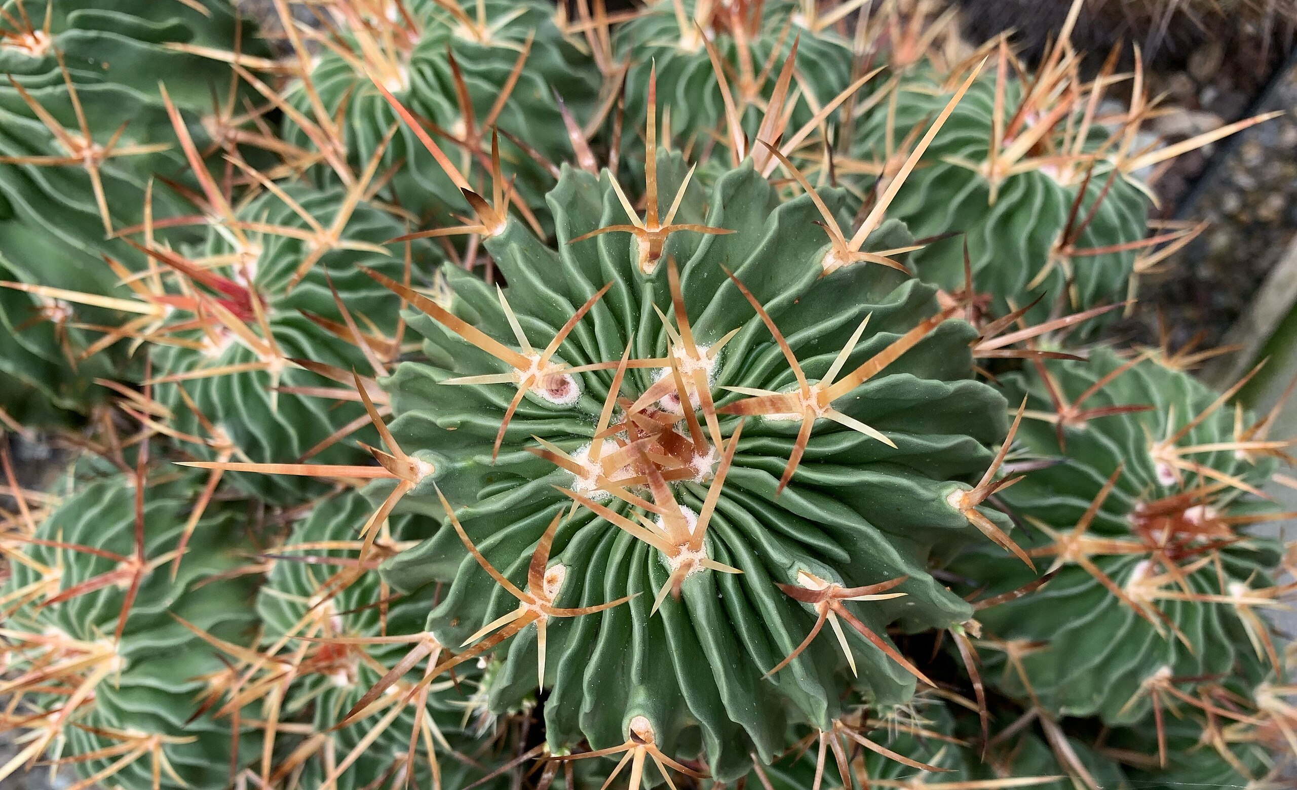 Filestocactus ulticostatus wwwrareplantejpg