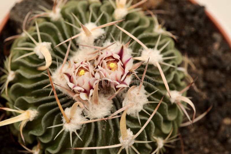 Stenocactus stock photos