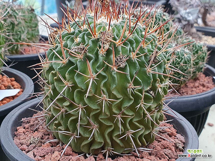 Stenocactus multistatus succulents