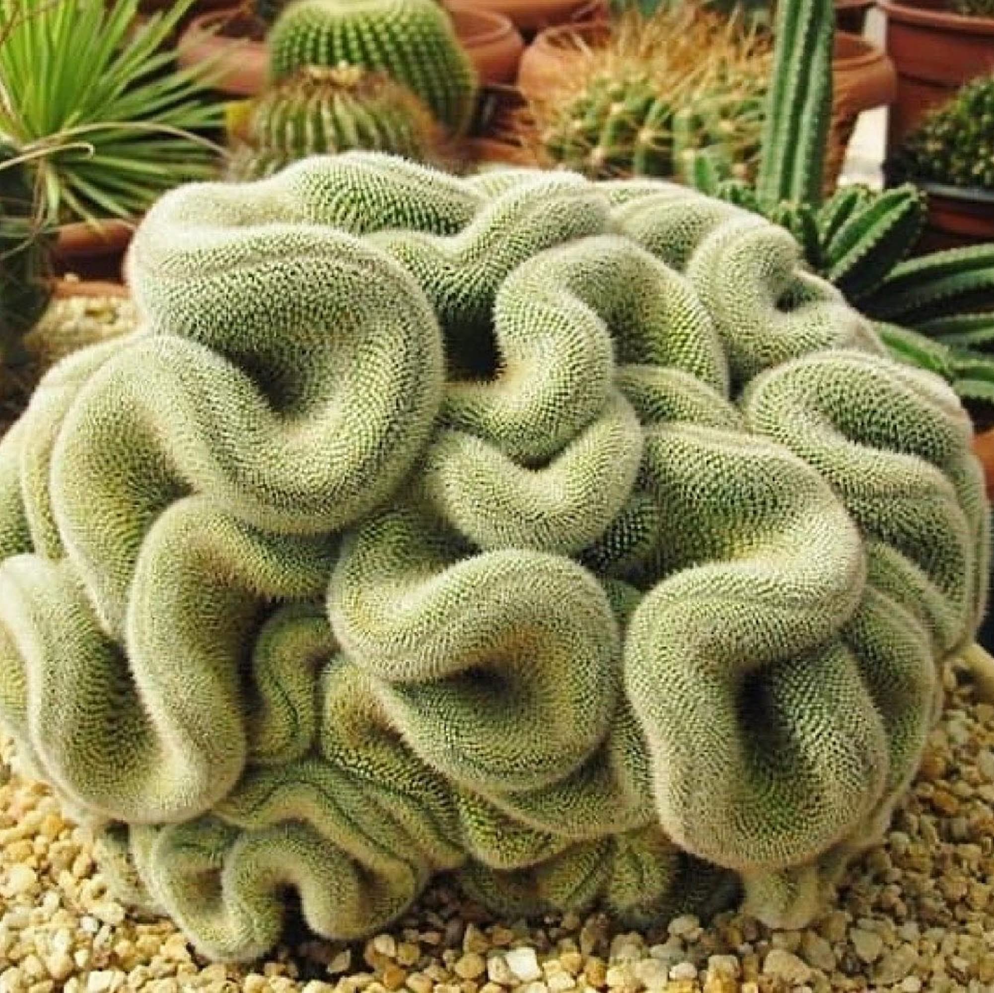 Chuxay garden green brain cactus seedstenocactus multicostatus seeds rare succulents plant bloom spring and summer great houseplant easy care patio lawn garden