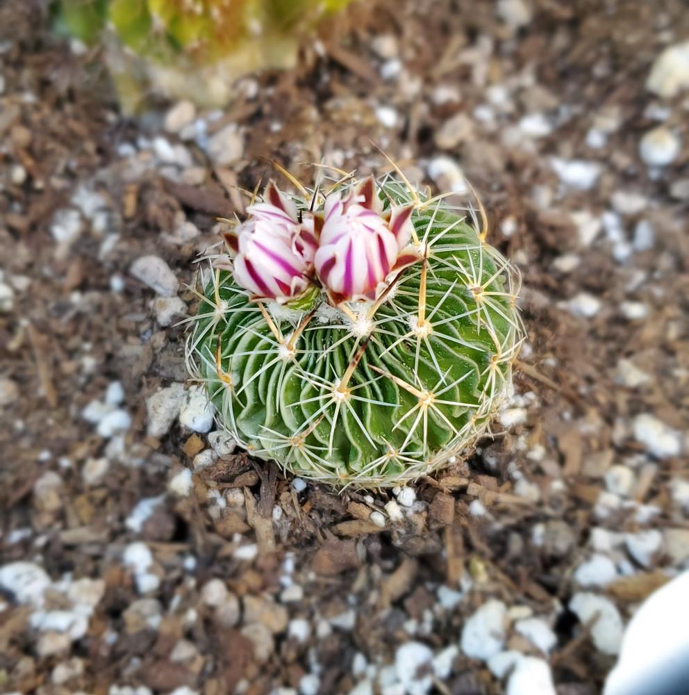 Buy brain cactus