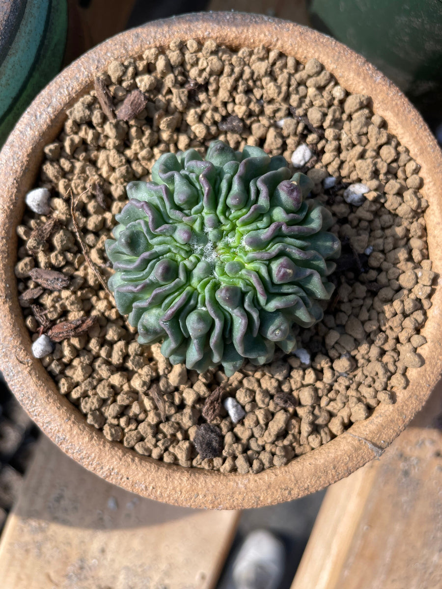 Rare cactus