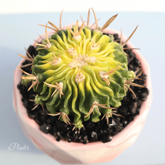 Stenocactus multicostatus variegata â