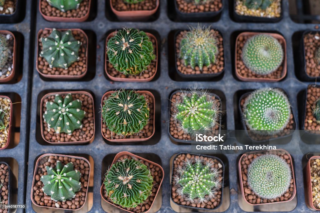 Many potted cactuses of stenocactus multicostatus or brain cactus parodia magnifica rebutiaechinopsis subdenudata at a flower market stock photo