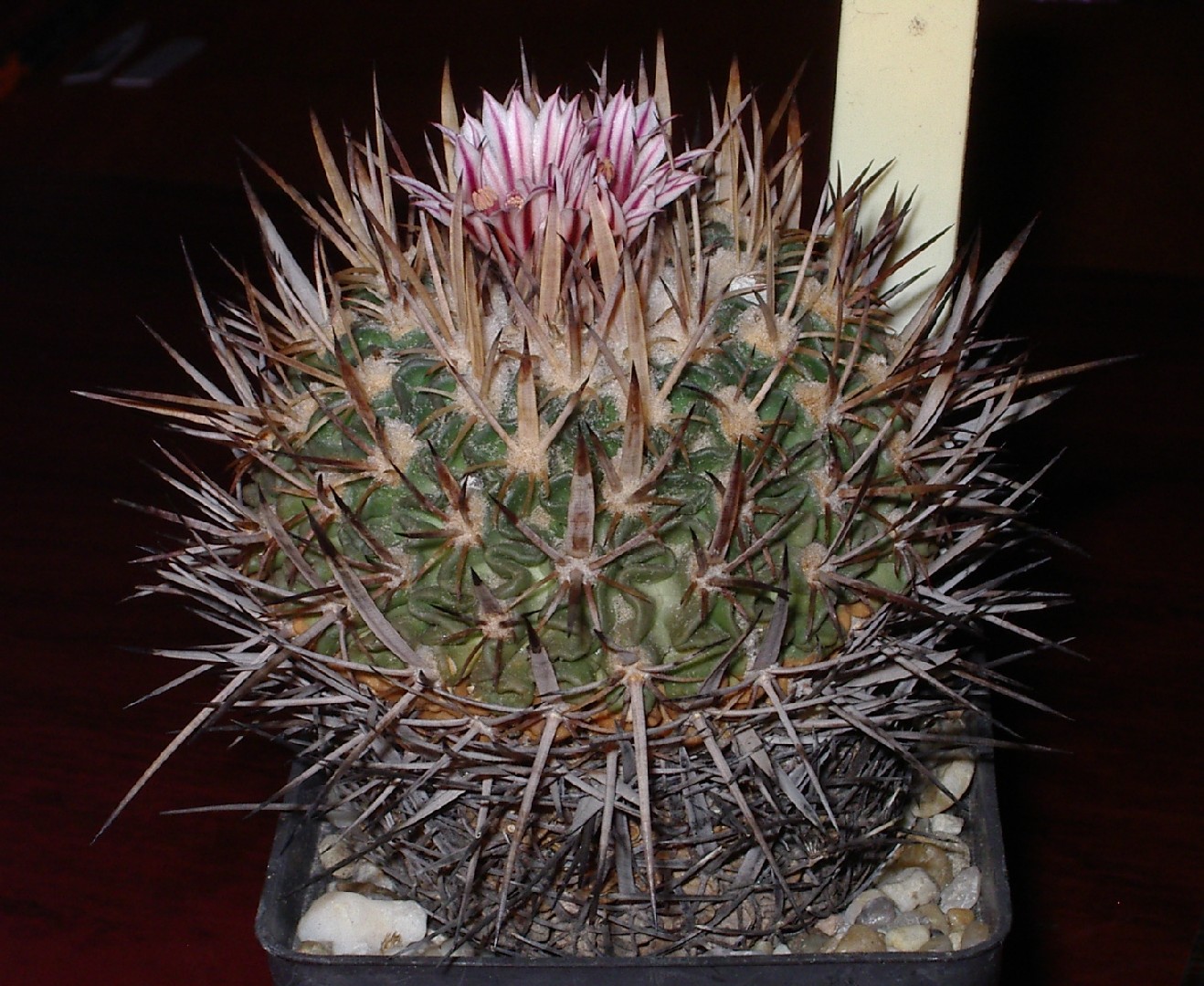 Brain cactus stenocactus multicostatus flower leaf care uses