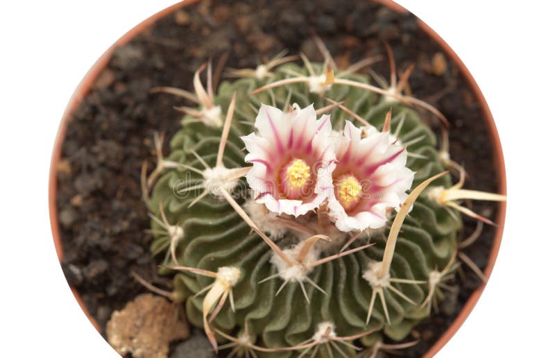 Stenocactus stock photos