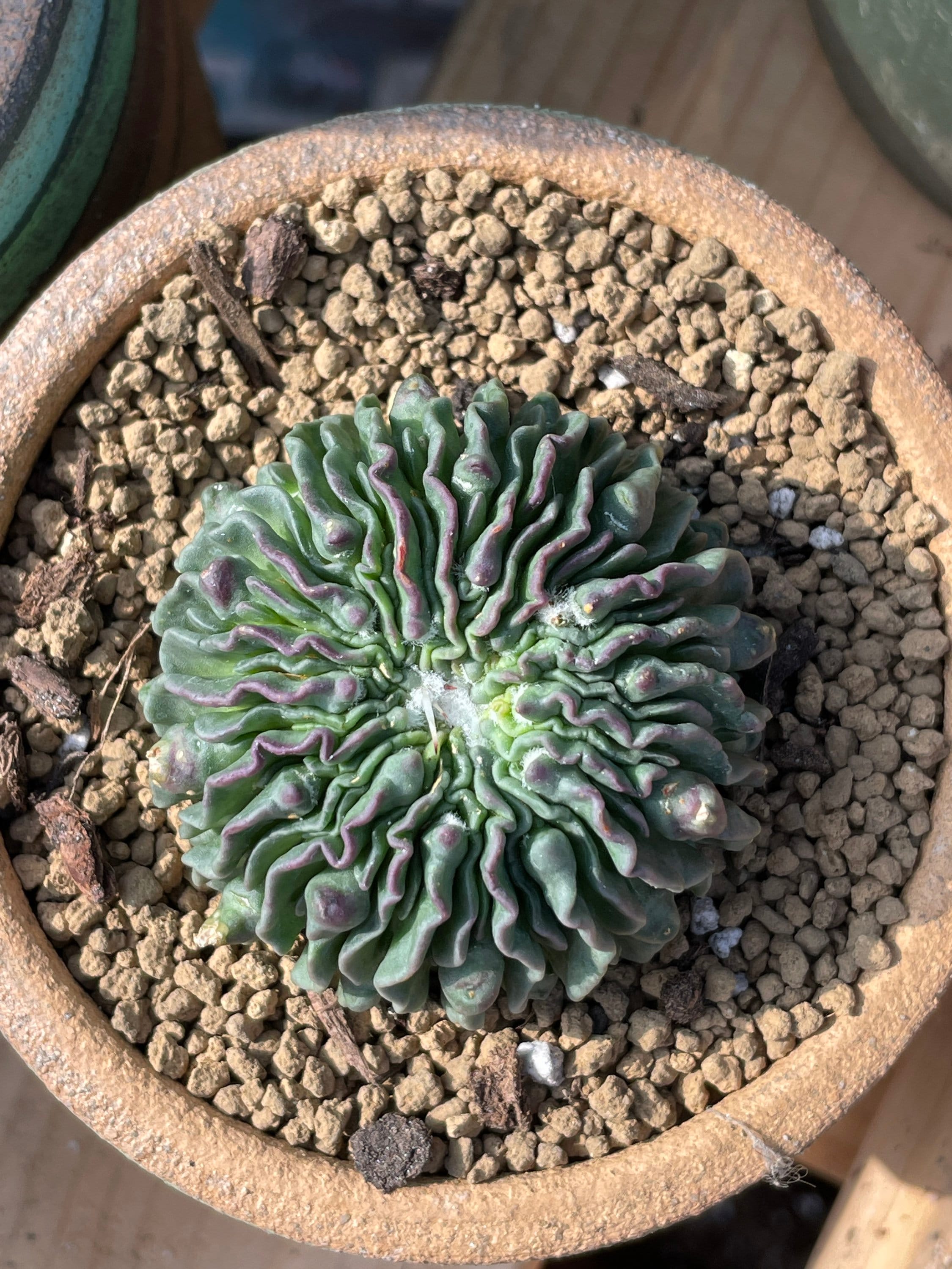 Rare cactus