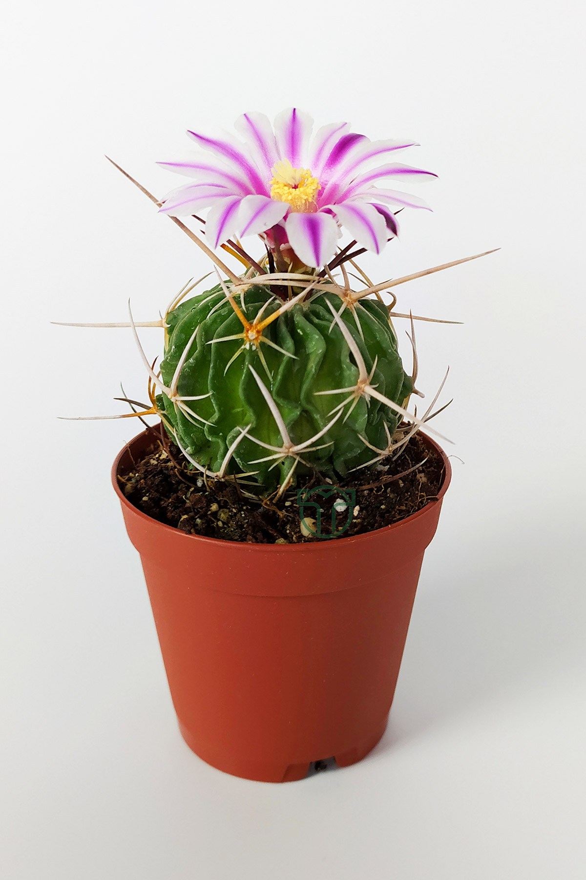 Echinofossulocactus multicostatus cactus pink flowered special type rare cactus cm in pot â wholesale cactus