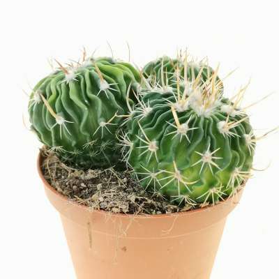 Echinofossulocactus multicostatus cm cactaceae