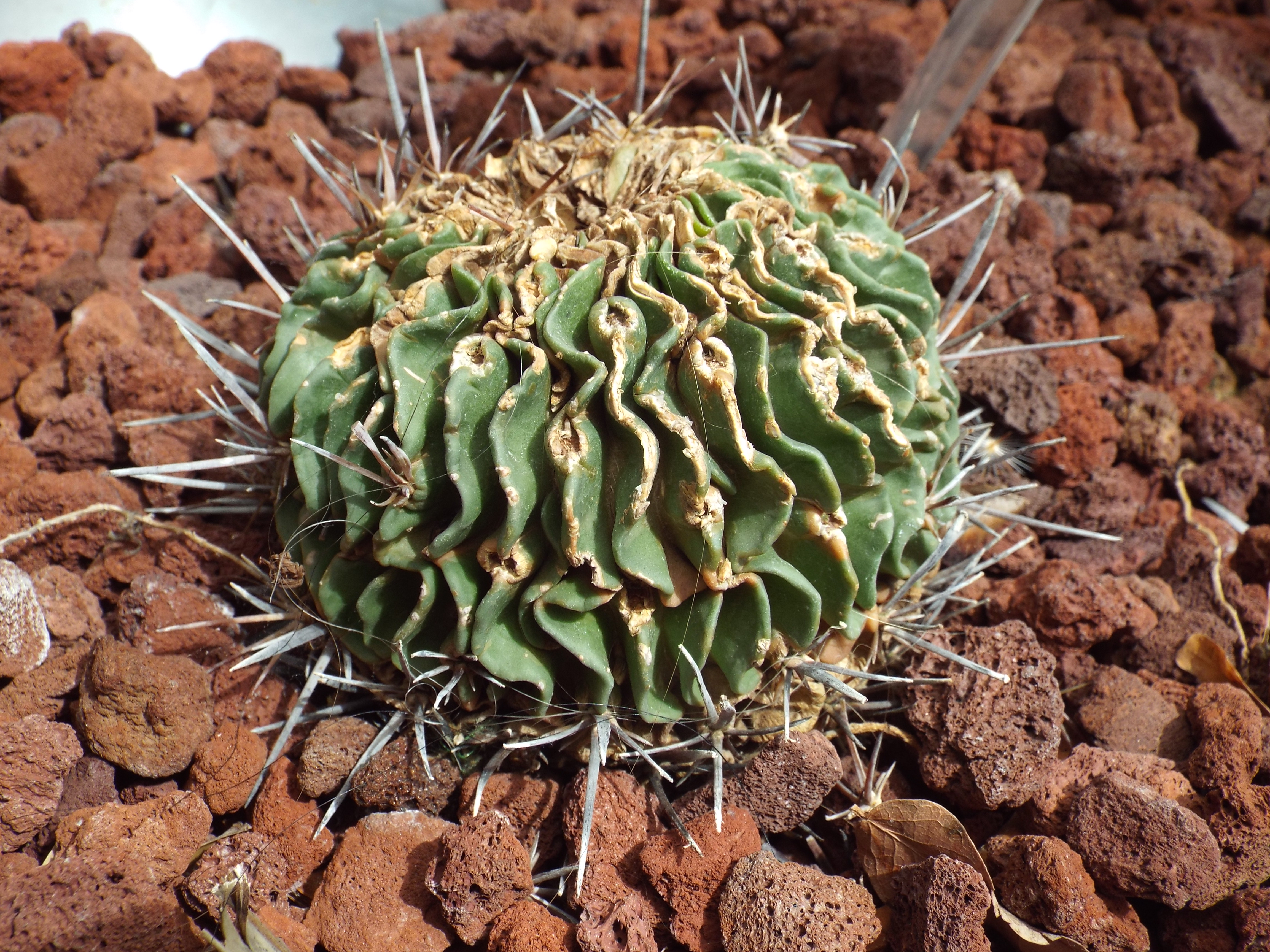 Fileechinofossulocactus multicostatus brain cactusjpg