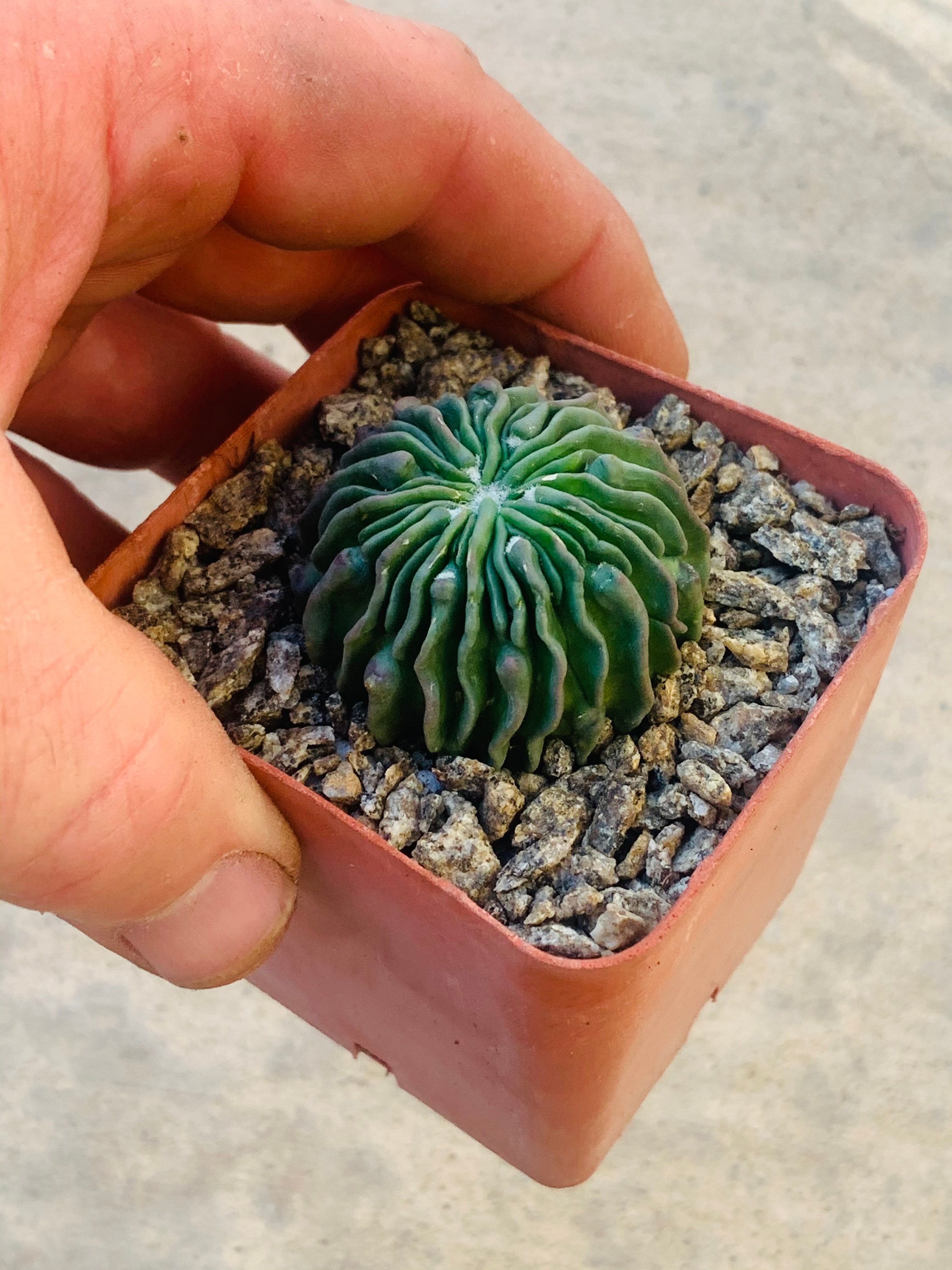 Stenocactus multicostatus cv inermis sperm cactus echinofossulocactus inermis