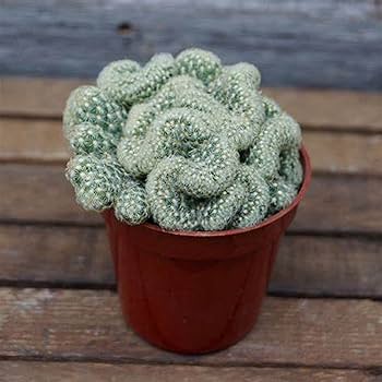 Chuxay garden green brain cactus seedstenocactus multicostatus seeds rare succulents plant bloom spring and summer great houseplant easy care patio lawn garden